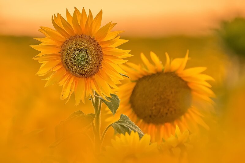 Sunflowers in a Field — Yellow, Serene, Sunset, Photograph, Sky, Leaves
