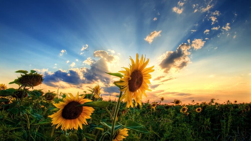 Sunflowers in a Field — Yellow, Serene, Sunset, Photograph, Sky
