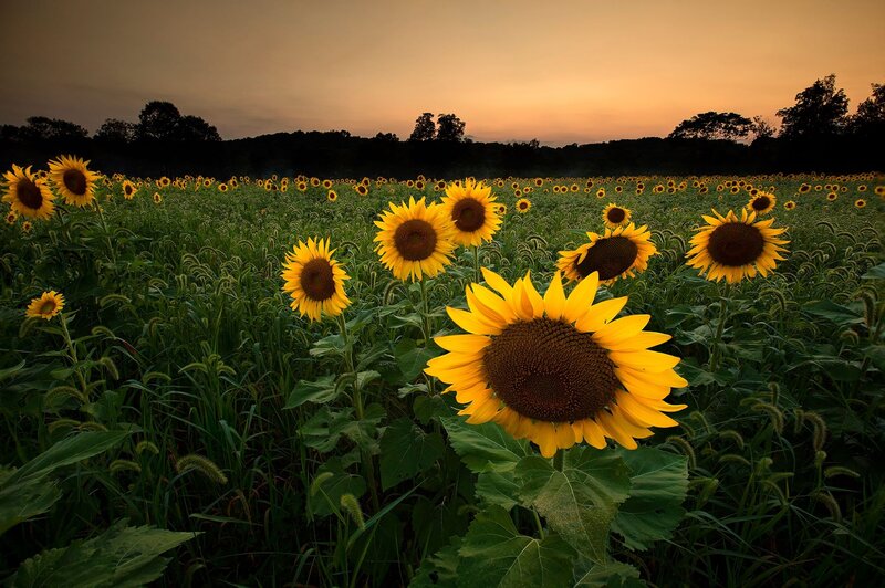 Sunflowers in a Field — Yellow, Serene, Sunset, Photograph, Sky, Trees