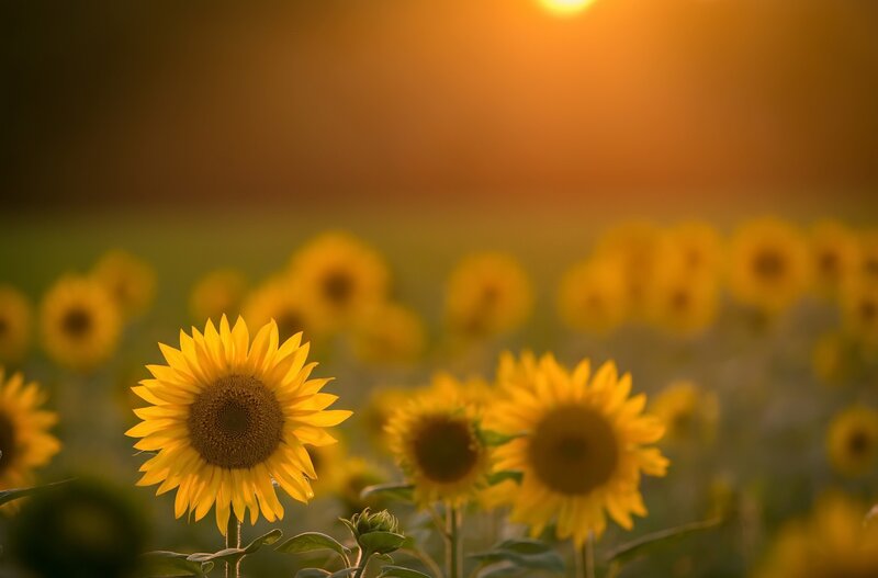Sunflowers in a Field — Yellow, Serene, Sunset, Photograph, Sun, Sky