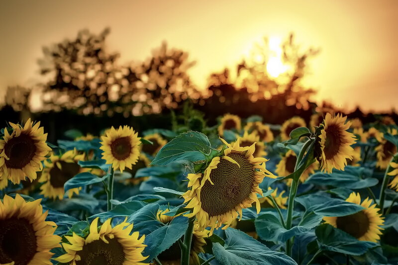 Sunflowers in a Field — Yellow, Serene, Sunset, Photograph, Sun