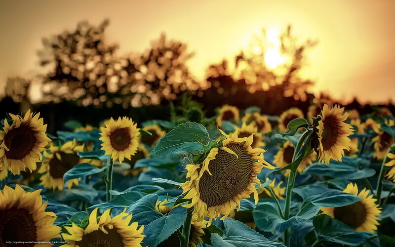 Sunflowers in a Field — Yellow, Serene, Sunset, Photograph, Sun, Trees, Sky