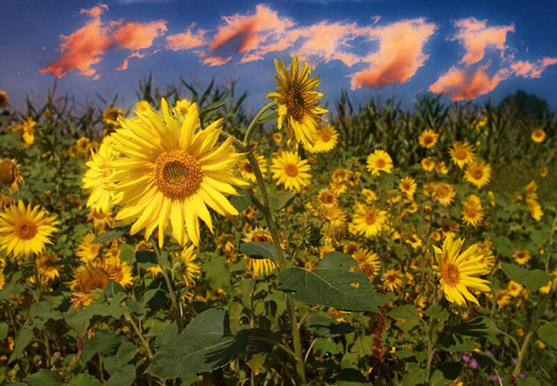 Sunflowers in a Field — Yellow, Serene, Sunset