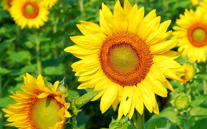 Sunflowers in a Field — Yellow, Serene