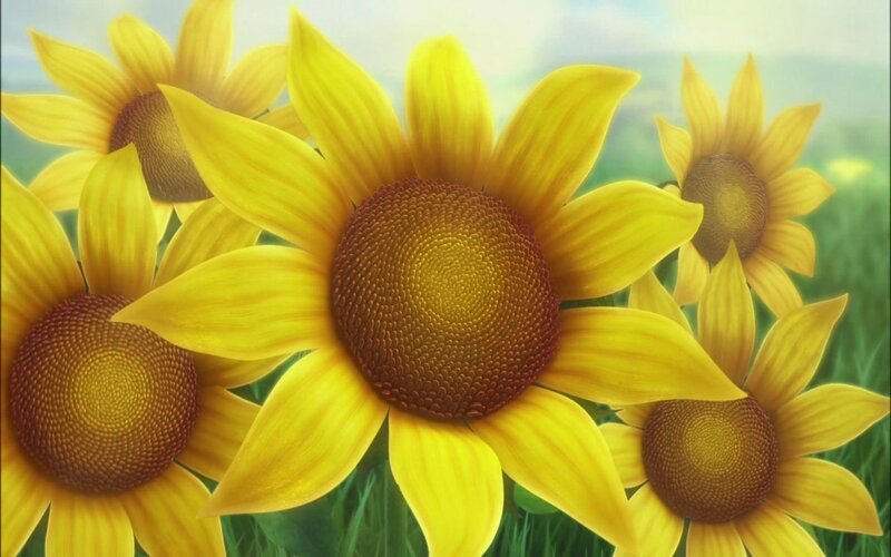 Sunflowers in a Field — Yellow