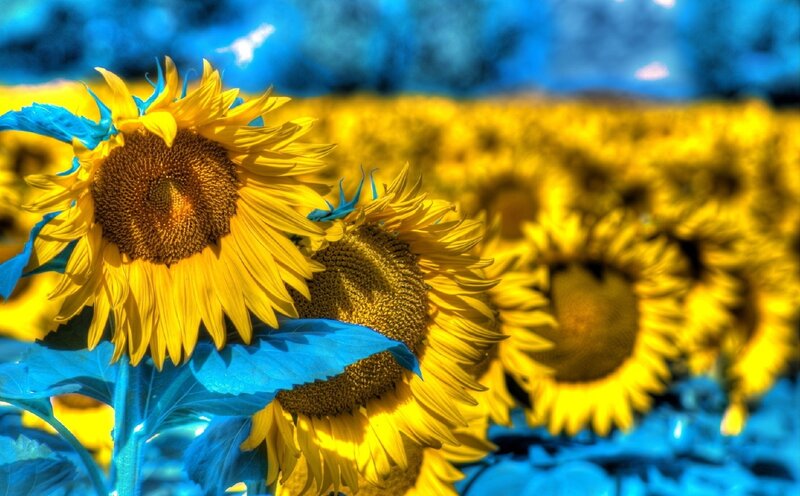 Sunflowers in a Field — Yellow, Vibrant, Afternoon, Photograph