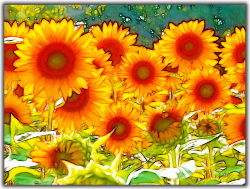 Sunflowers in a Field — Yellow, Vibrant, Afternoon
