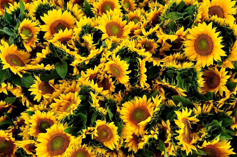 Sunflowers in a Field — Yellow, Vibrant, Summer