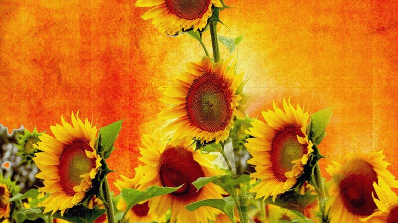 Sunflowers in a Field — Yellow, Vibrant