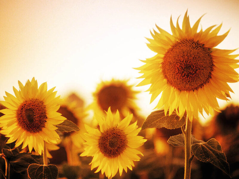 Sunflowers in a Field — Yellow, Warm