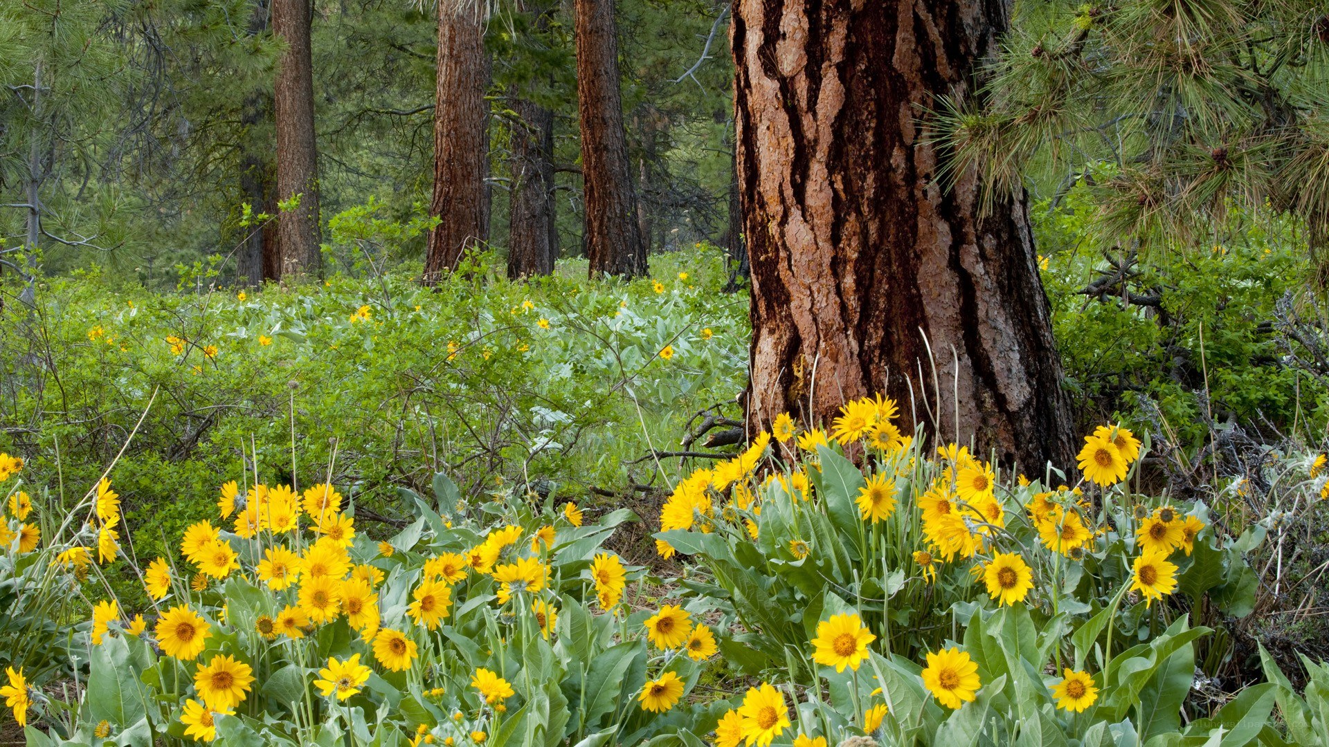 Sunflowers in a forest clearing