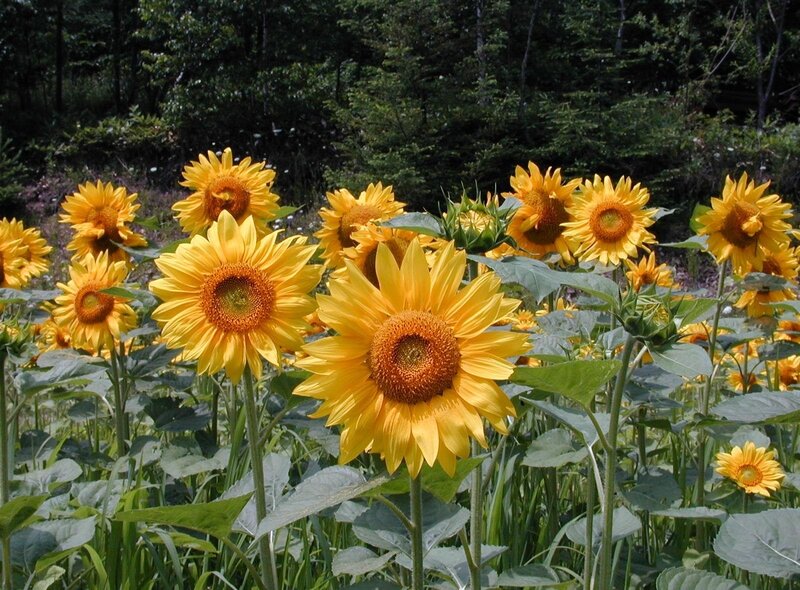 Sunflowers in a forest clearing