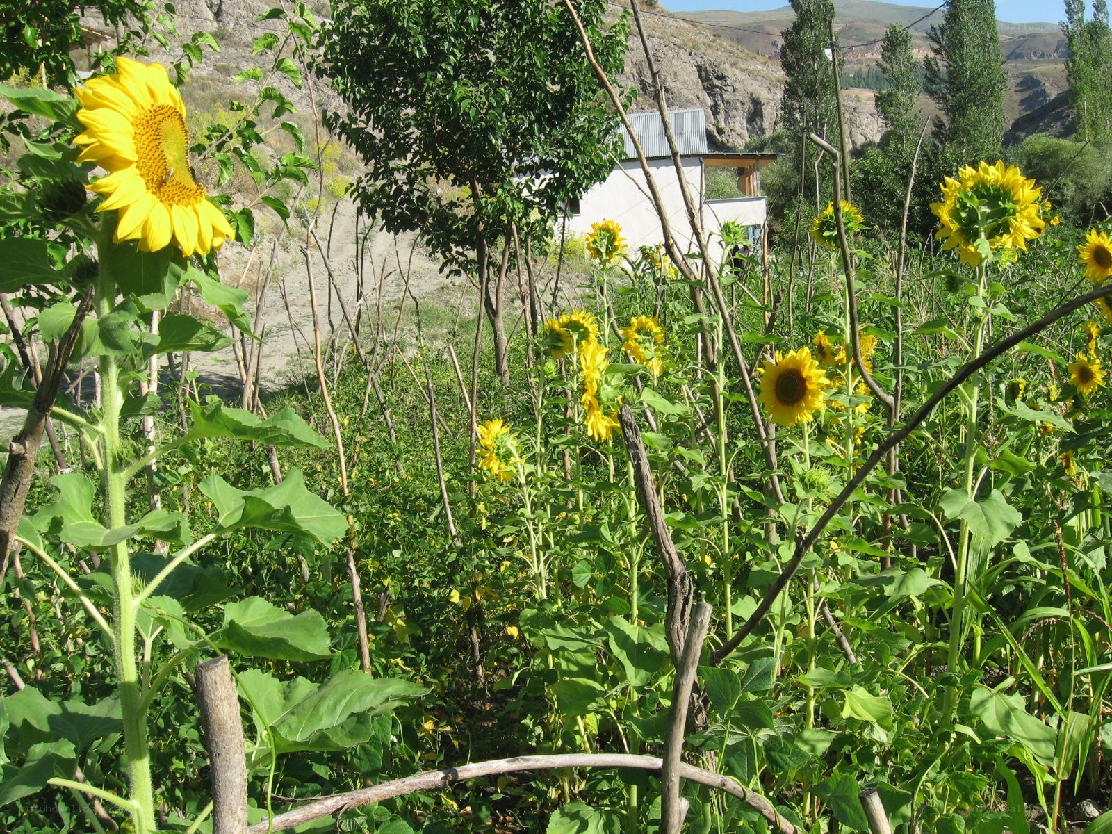Sunflowers in a garden