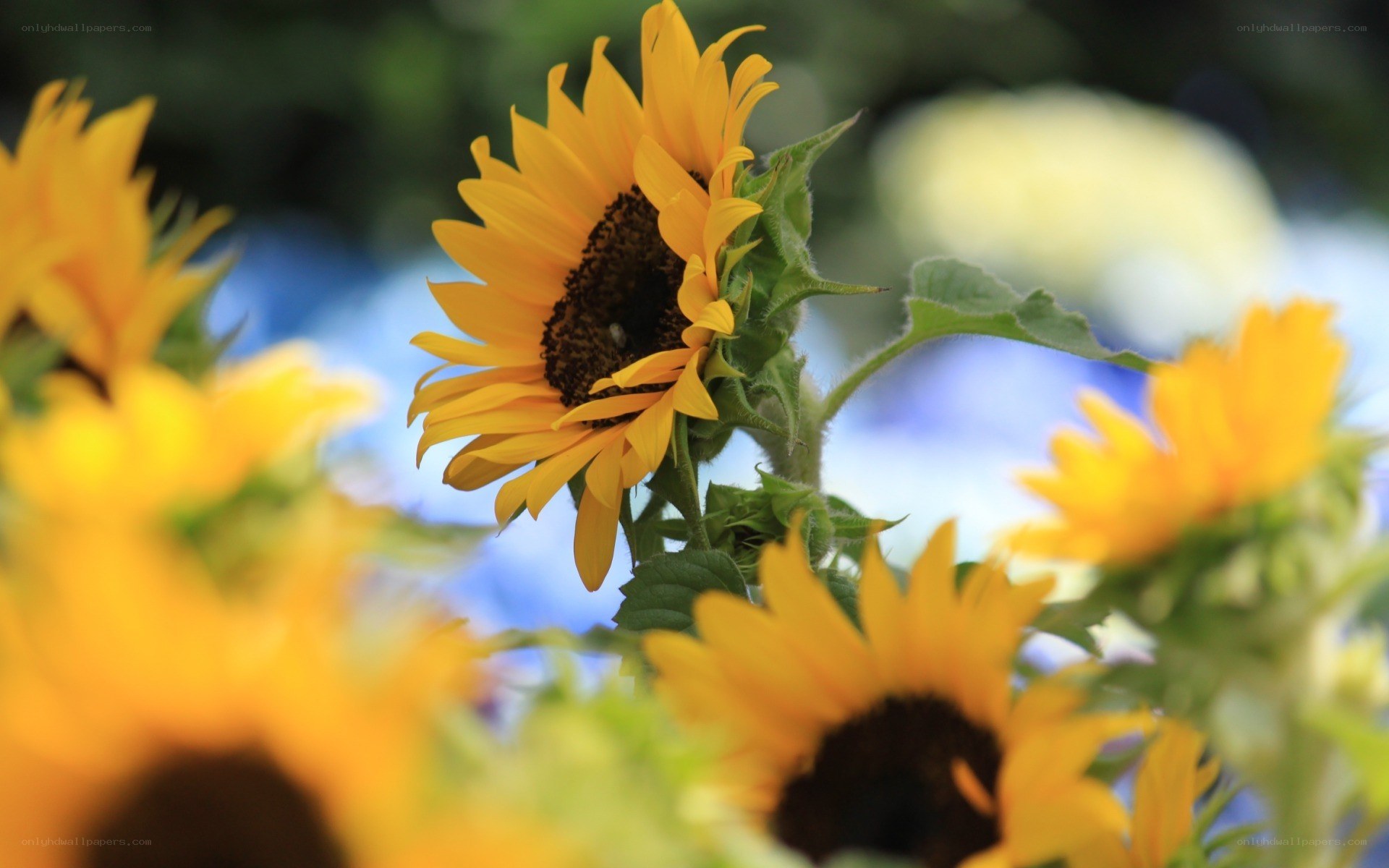 Sunflowers in a garden