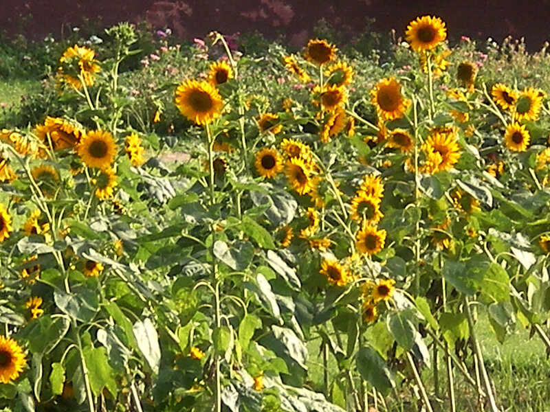 Sunflowers in a garden
