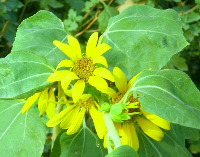 Sunflowers in a garden