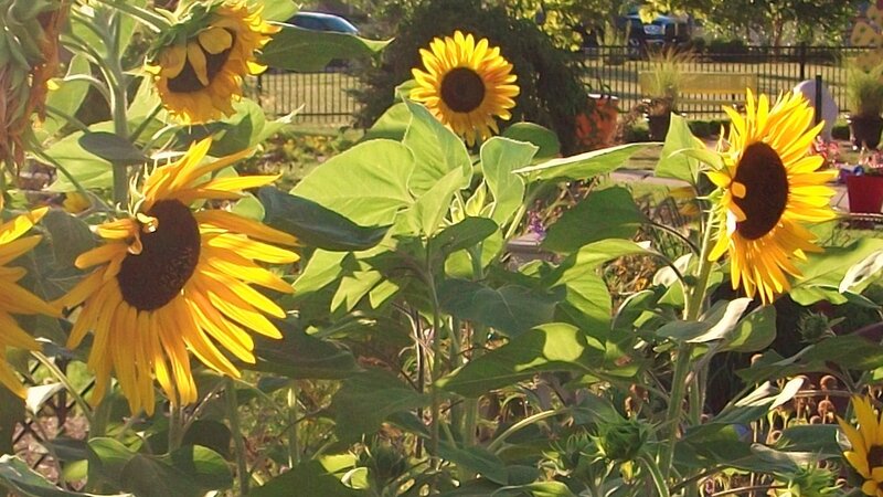 Sunflowers in a garden