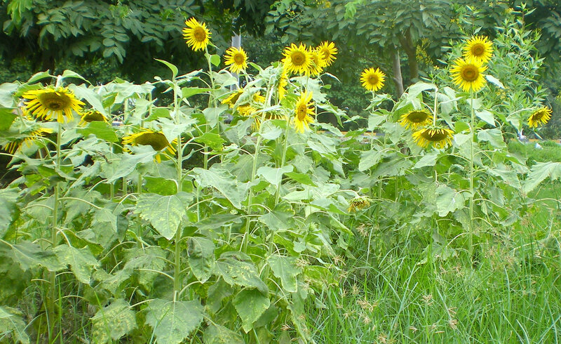 Sunflowers in a garden