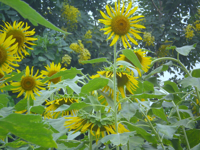 Sunflowers in a garden