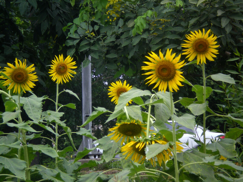 Sunflowers in a garden