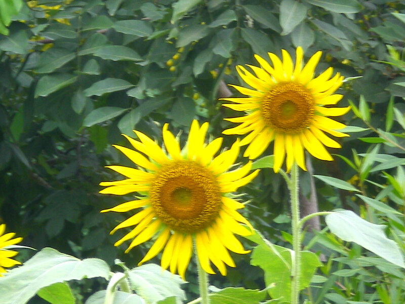Sunflowers in a garden