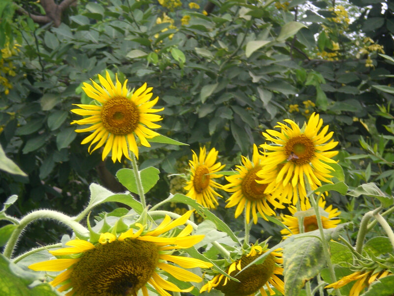 Sunflowers in a garden
