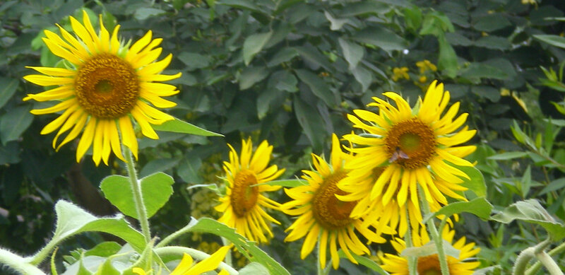 Sunflowers in a garden