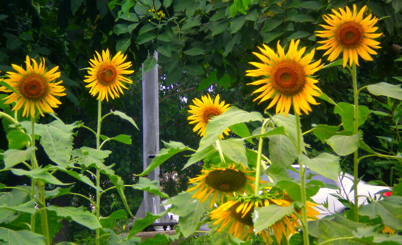 Sunflowers in a garden