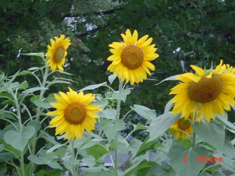 Sunflowers in a garden