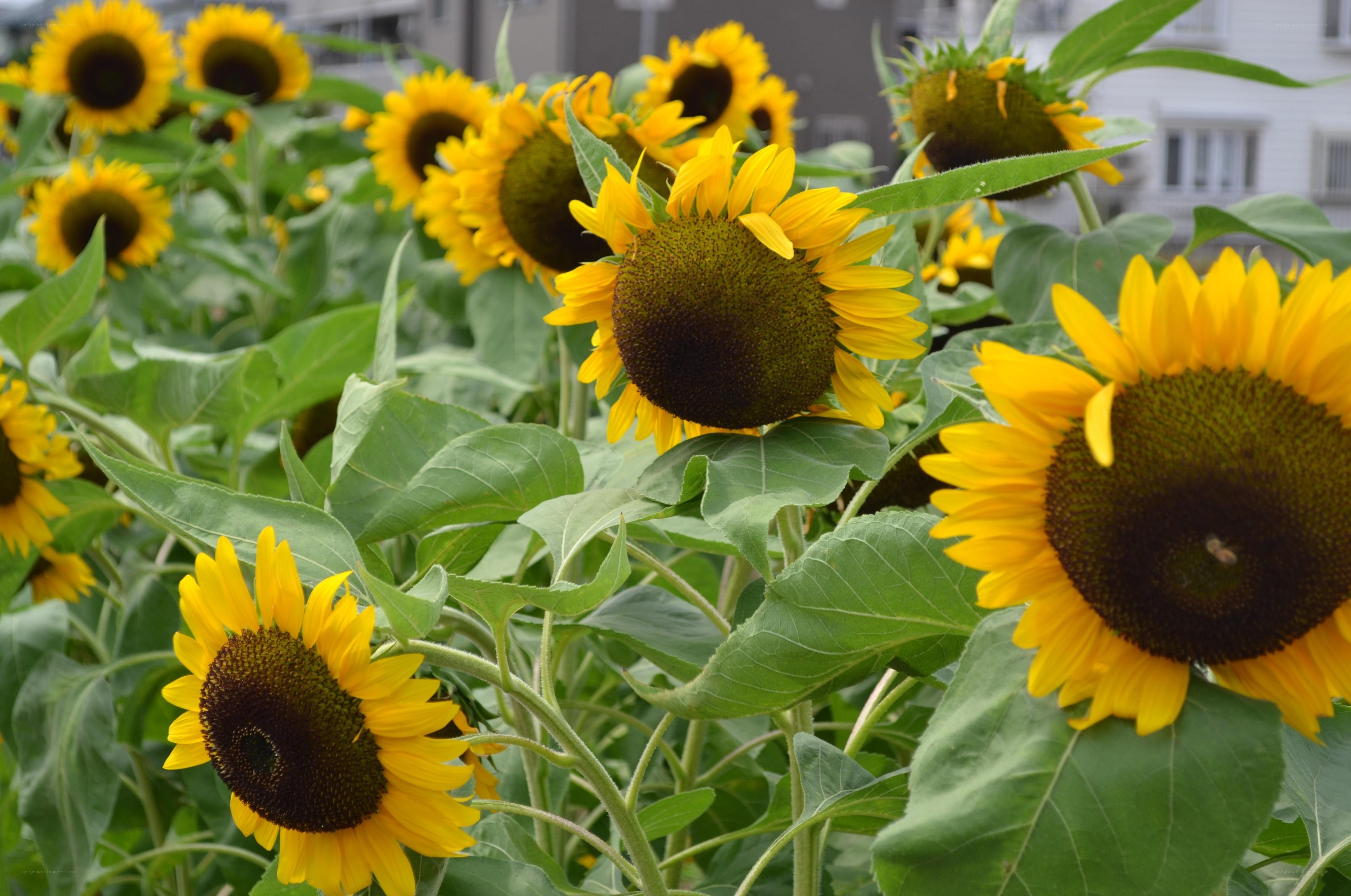 Sunflowers in a garden