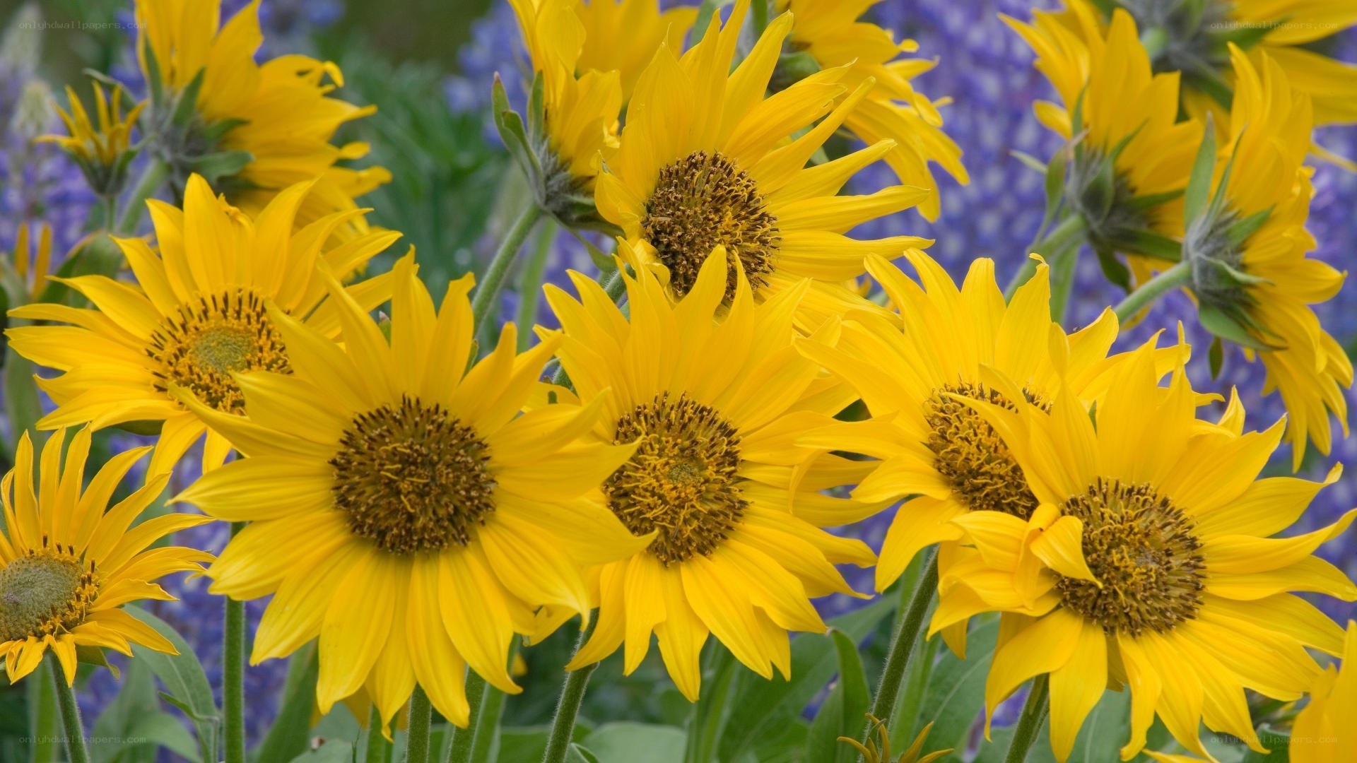 Sunflowers in a garden