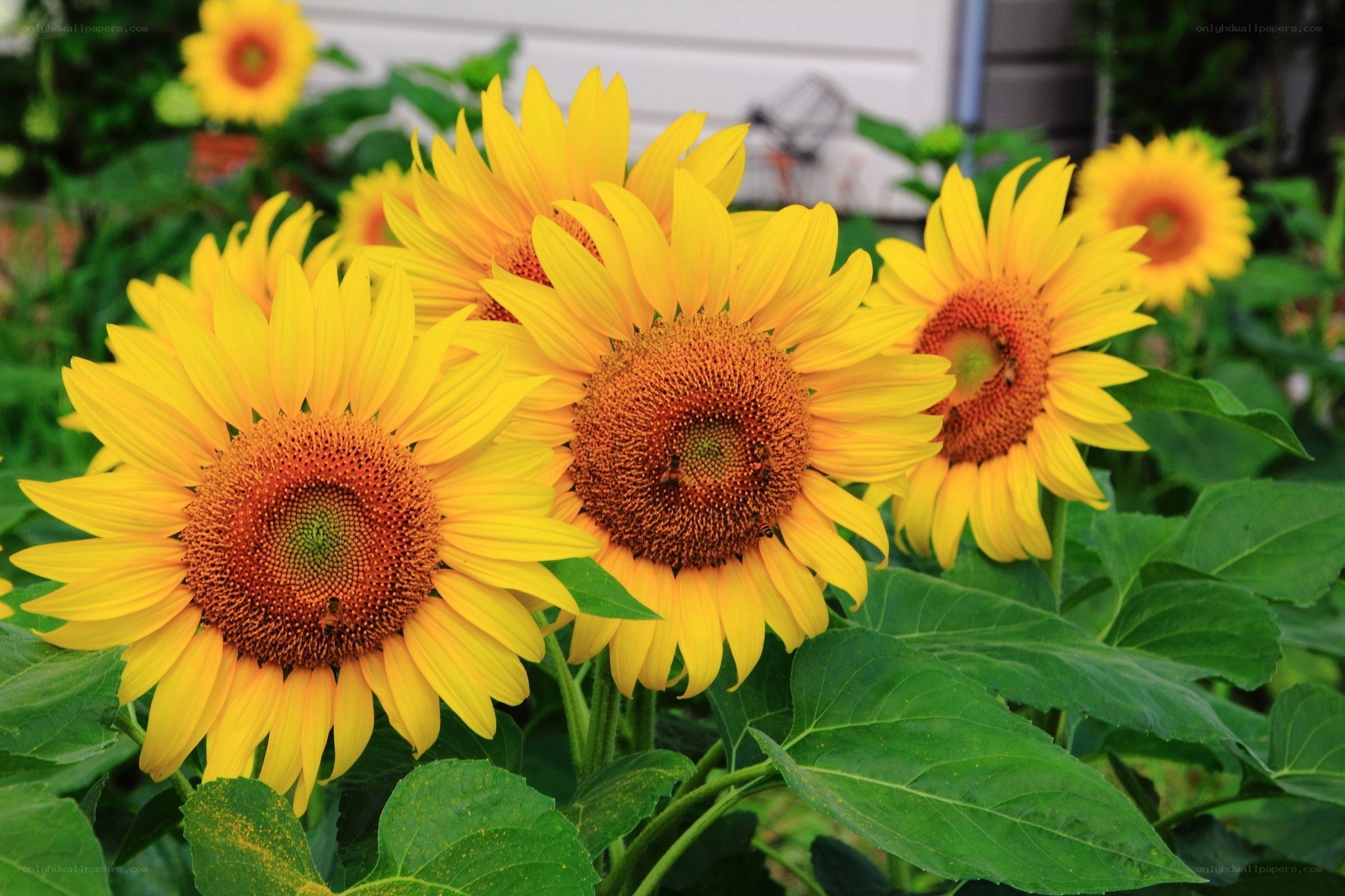 Sunflowers in a garden