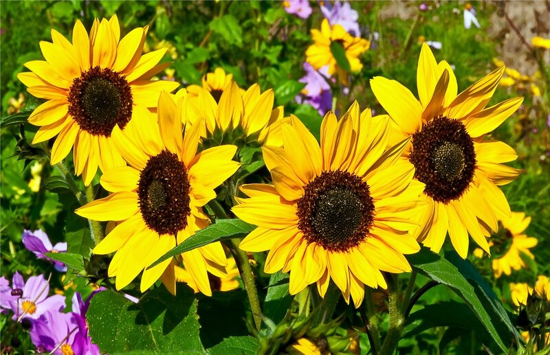 Sunflowers in a Garden — Yellow, Bright