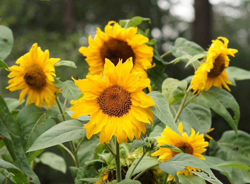 Sunflowers in a Garden — Yellow, Calm