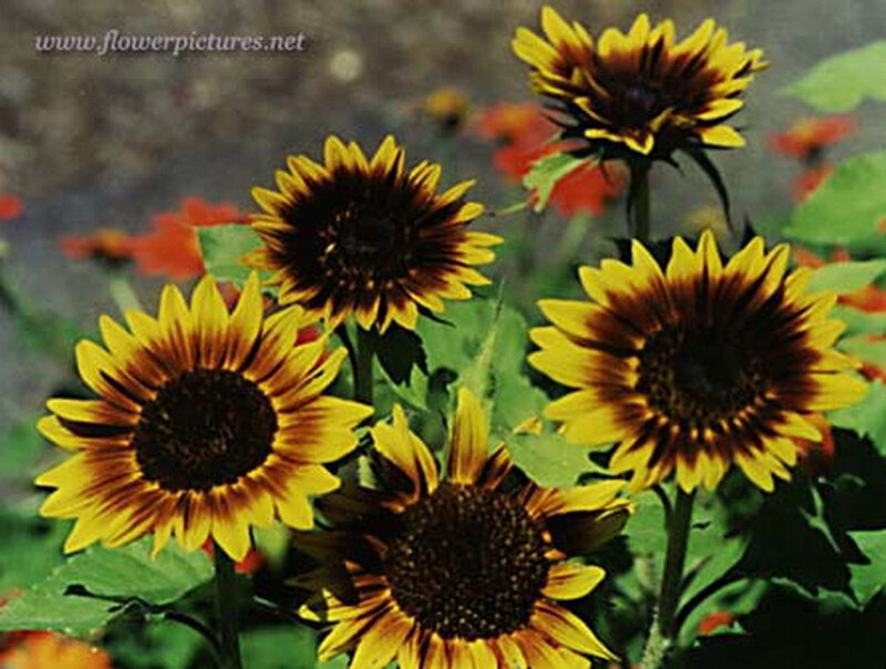 Sunflowers in a Garden — Yellow, Natural