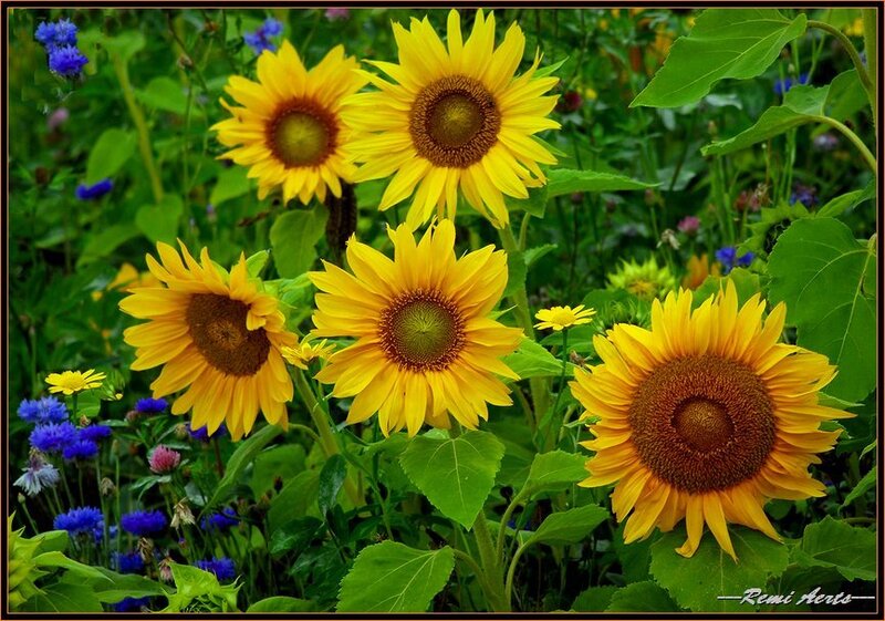 Sunflowers in a Garden — Yellow, Serene