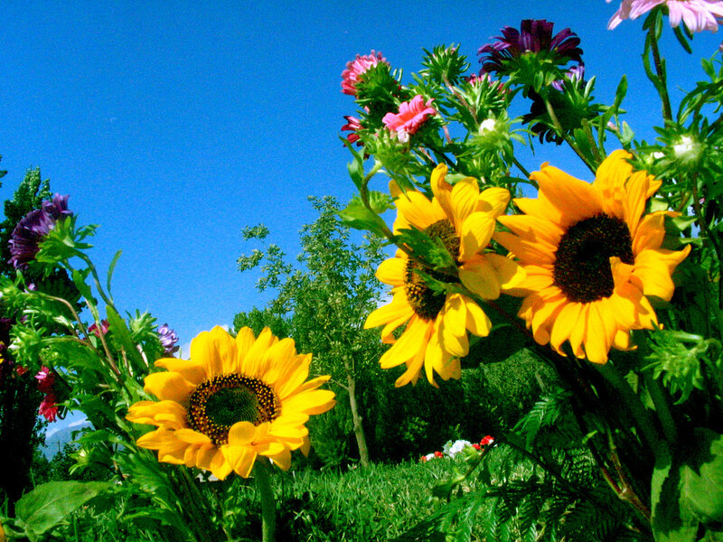 Sunflowers in a Garden — Yellow
