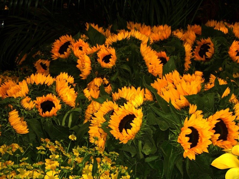 Sunflowers in a Garden — Yellow, Vibrant