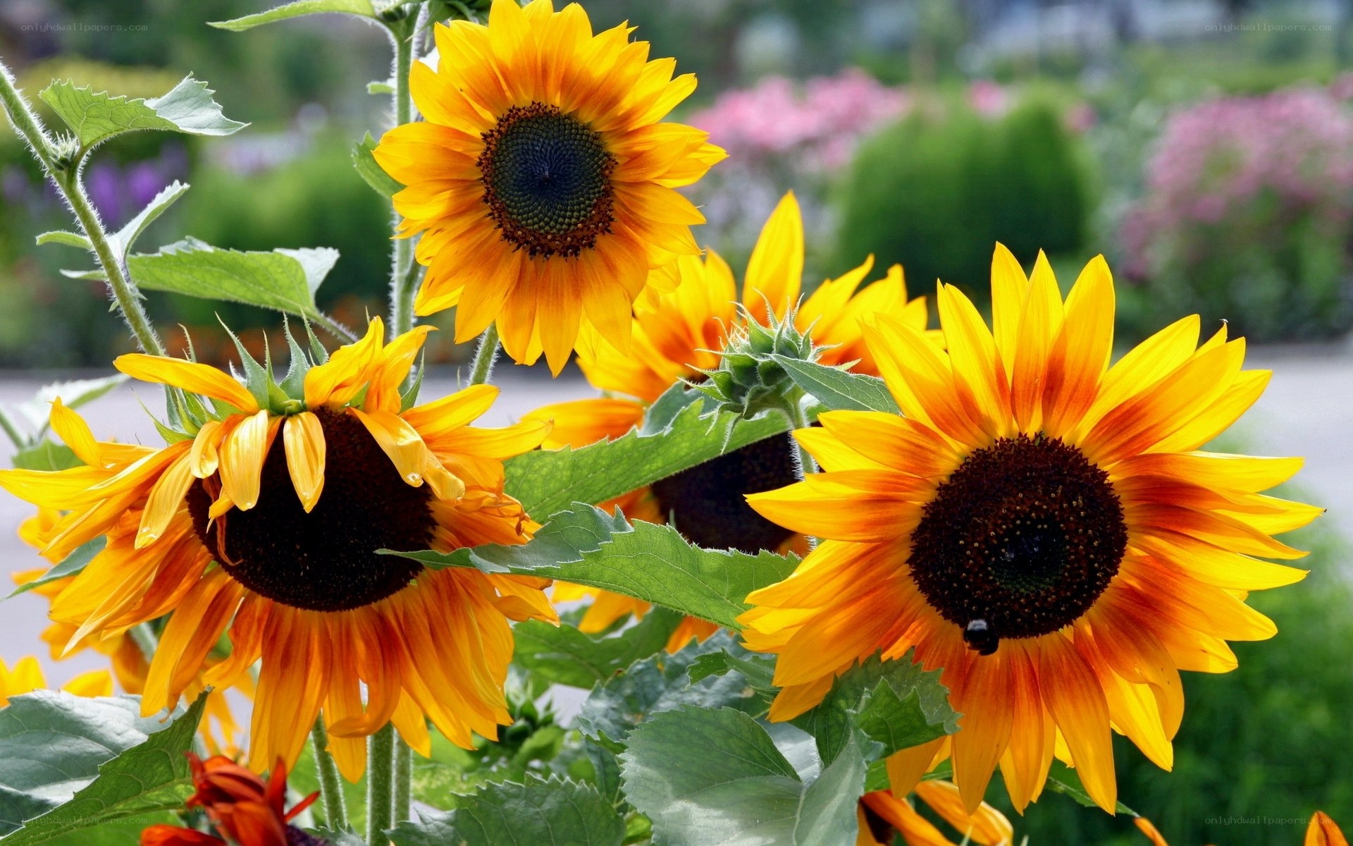Sunflowers in a garden
