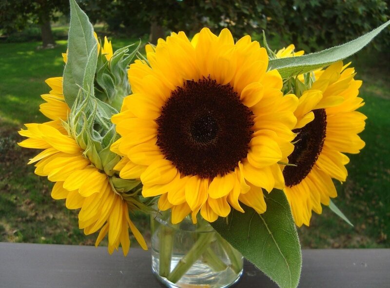 Sunflowers in a glass vase