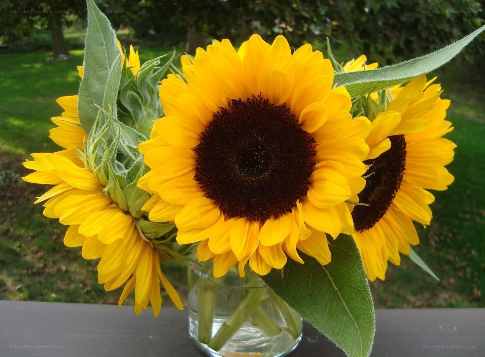 Sunflowers in a glass vase
