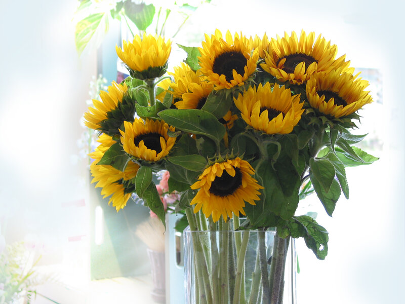 Sunflowers in a glass vase