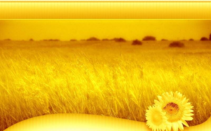 Sunflowers in a golden field