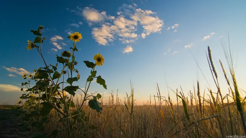 Sunflowers in a golden field