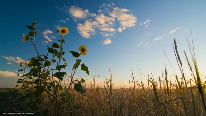 Sunflowers in a golden field