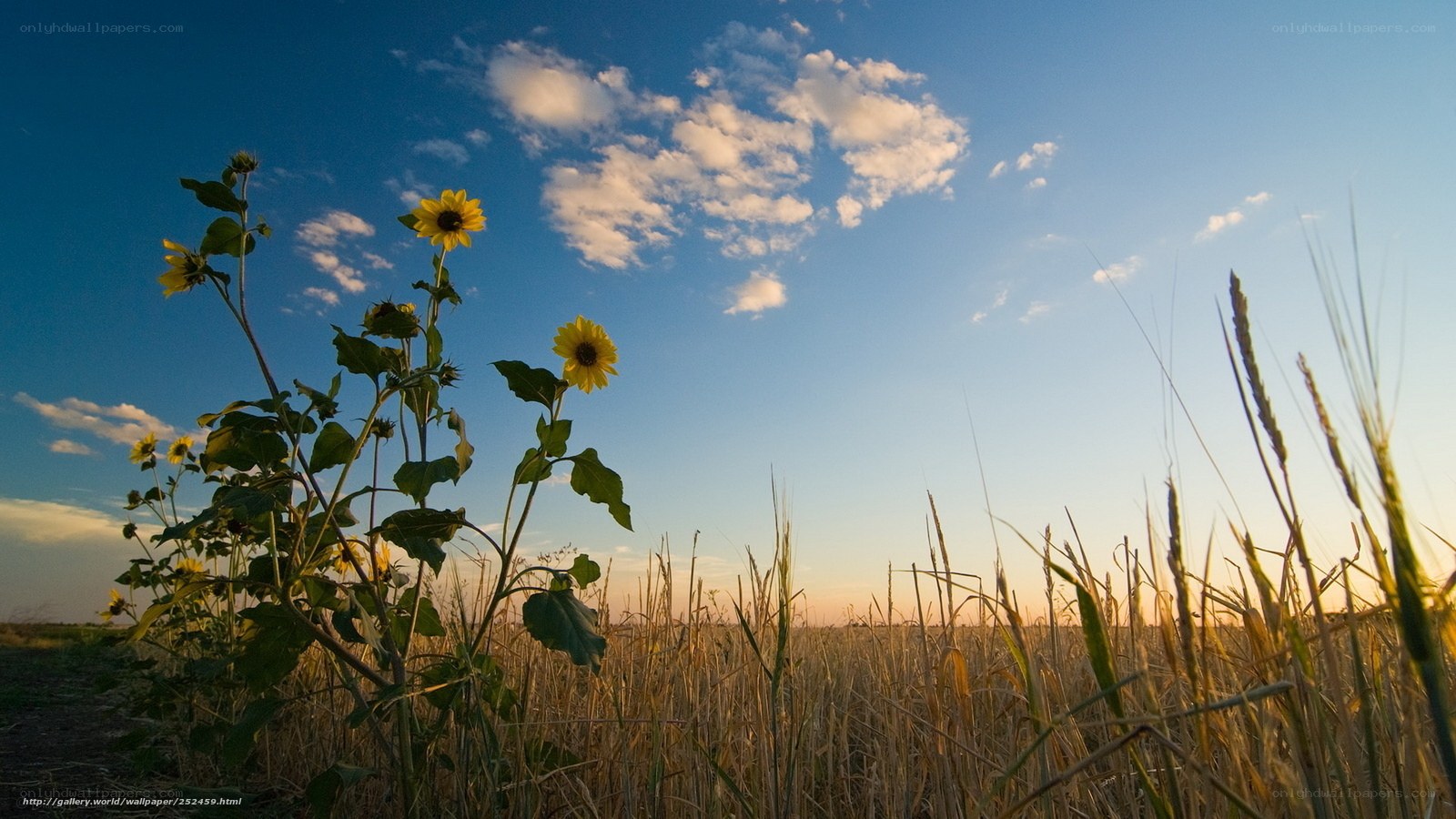Sunflowers in a golden field