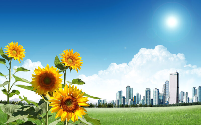 Sunflowers in a green field