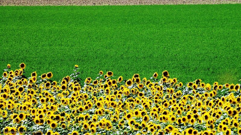 Sunflowers in a green field