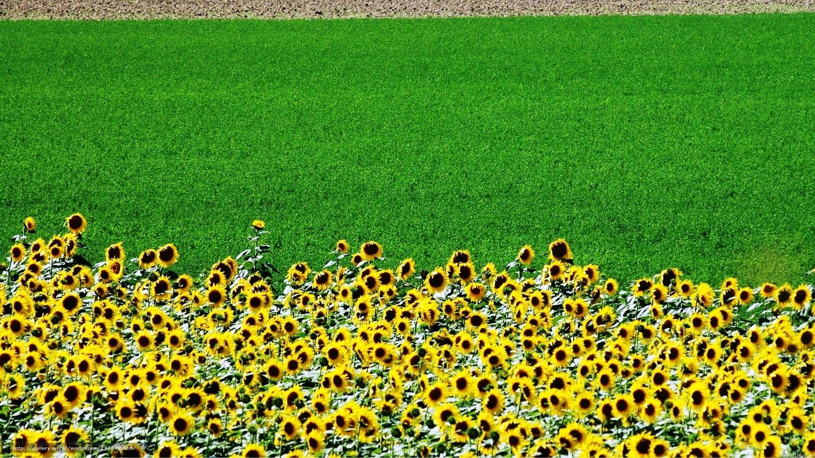 Sunflowers in a green field