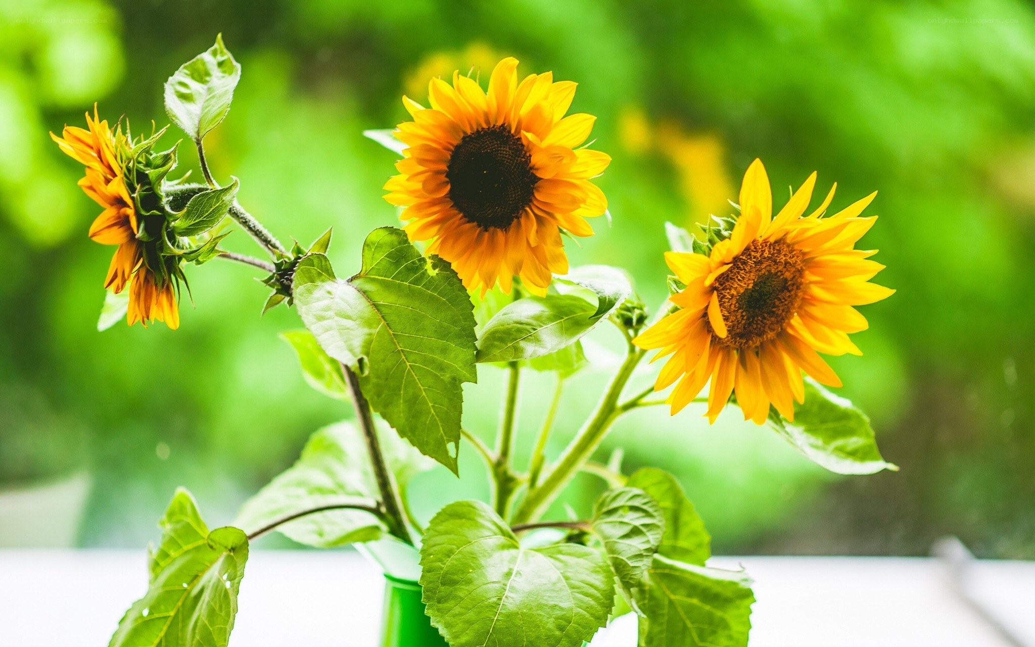 Sunflowers in a green vase
